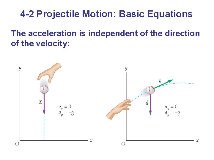 4 -2 Projectile Motion: Basic Equations The acceleration is independent of the direction of