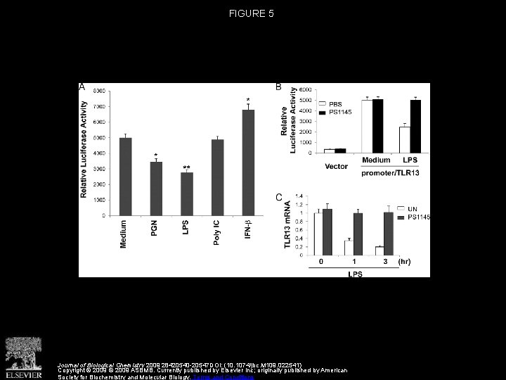 FIGURE 5 Journal of Biological Chemistry 2009 28420540 -20547 DOI: (10. 1074/jbc. M 109.