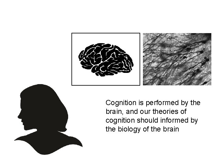 Cognition is performed by the brain, and our theories of cognition should informed by