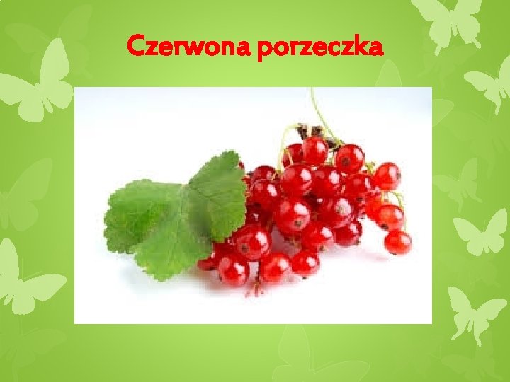 Czerwona porzeczka 