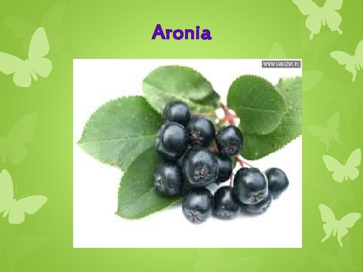 Aronia 