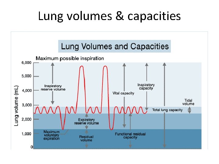 Lung volumes & capacities 