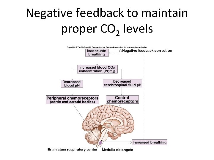 Negative feedback to maintain proper CO 2 levels 