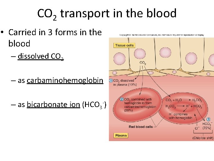 CO 2 transport in the blood • Carried in 3 forms in the blood
