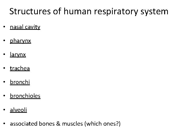 Structures of human respiratory system • nasal cavity • pharynx • larynx • trachea