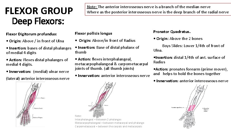 FLEXOR GROUP Note: The anterior interosseous nerve is a branch of the median nerve