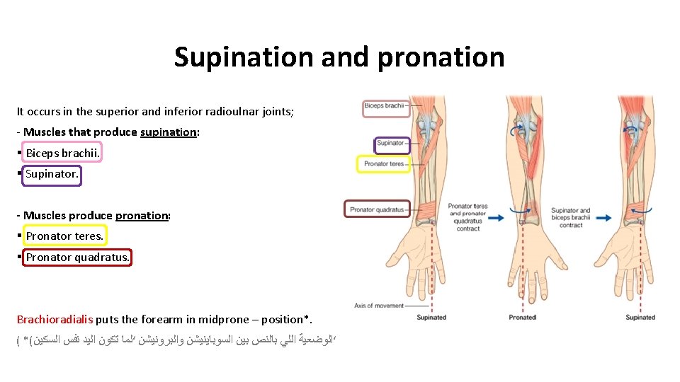 Supination and pronation It occurs in the superior and inferior radioulnar joints; - Muscles