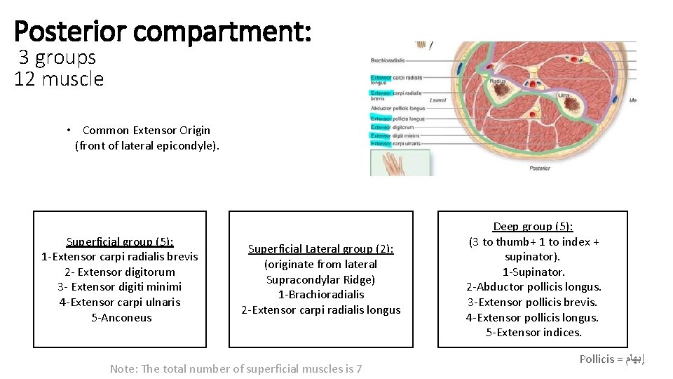 Posterior compartment: 3 groups 12 muscle • Common Extensor Origin (front of lateral epicondyle).