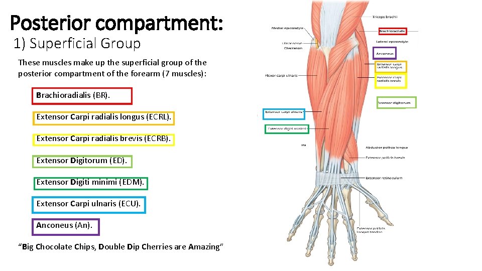 Posterior compartment: 1) Superficial Group These muscles make up the superficial group of the