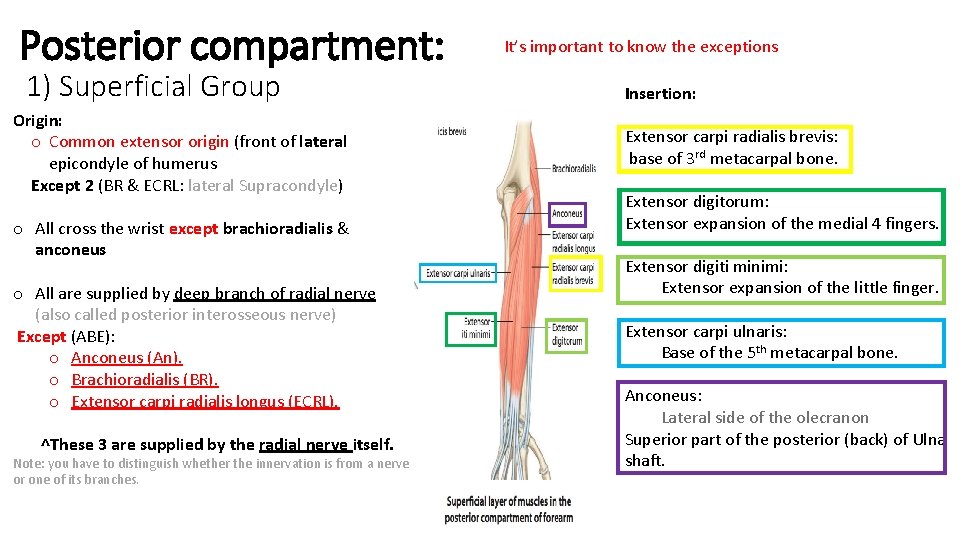 Posterior compartment: 1) Superficial Group Origin: o Common extensor origin (front of lateral epicondyle