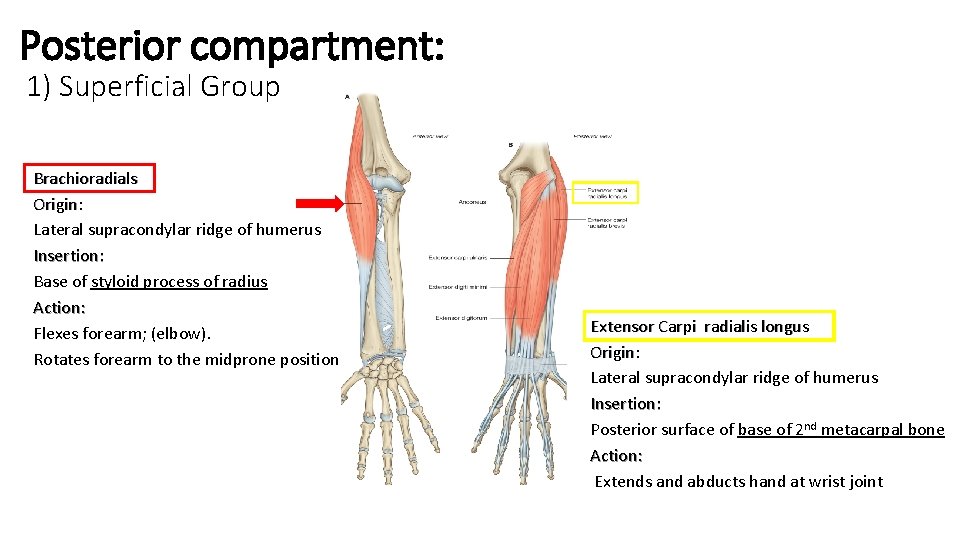 Posterior compartment: 1) Superficial Group Brachioradials Origin: Lateral supracondylar ridge of humerus Insertion: Base