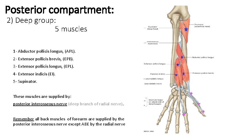Posterior compartment: 2) Deep group: 5 muscles 1 - Abductor pollicis longus, (APL). 2