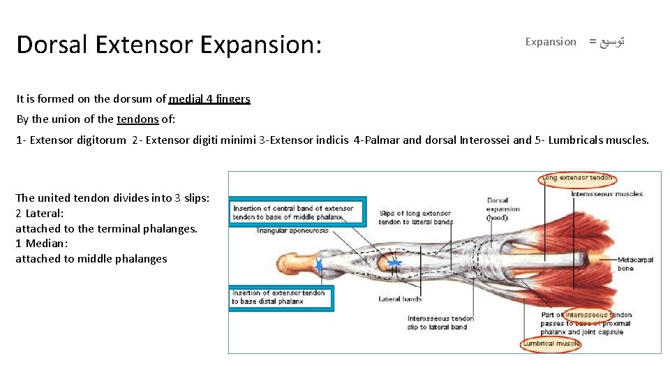 Dorsal Extensor Expansion: Expansion = ﺗﻮﺳﻴﻊ It is formed on the dorsum of medial