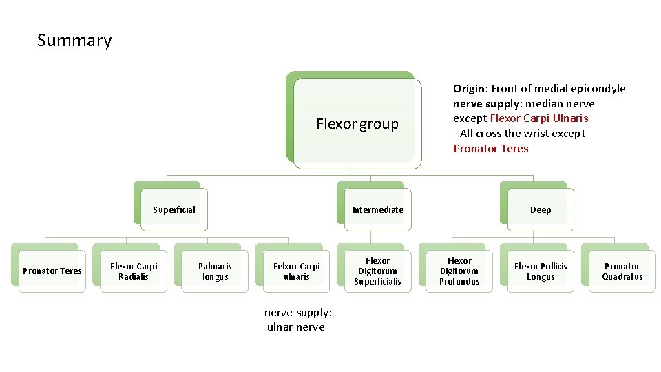 Summary Flexor group Superficial Pronator Teres Flexor Carpi Radialis Origin: Front of medial epicondyle