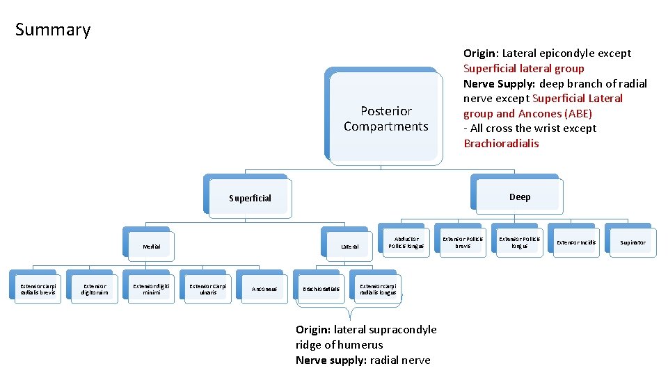 Summary Posterior Compartments Origin: Lateral epicondyle except Superficial lateral group Nerve Supply: deep branch