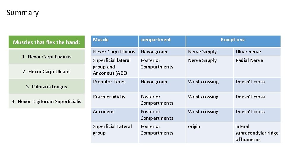 Summary Muscles that flex the hand: 1 - Flexor Carpi Radialis 2 - Flexor