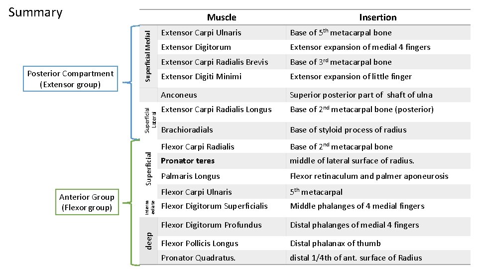 Summary Superficial Medial deep Anterior Group (Flexor group) Interm ediate Superficial Lateral Posterior Compartment