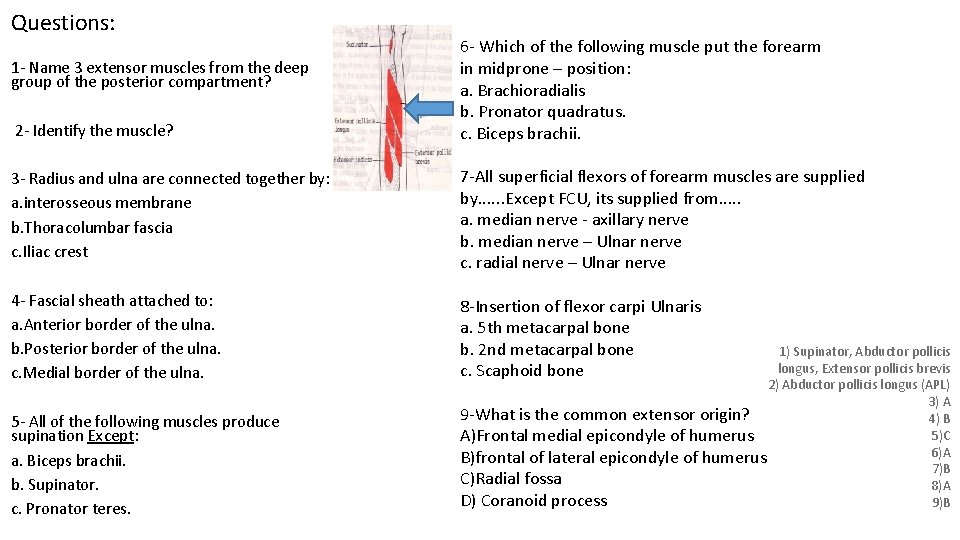 Questions: 1 - Name 3 extensor muscles from the deep group of the posterior