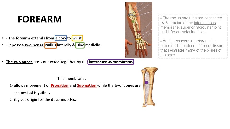 FOREARM • - The forearm extends from elbow to wrist • - It posses