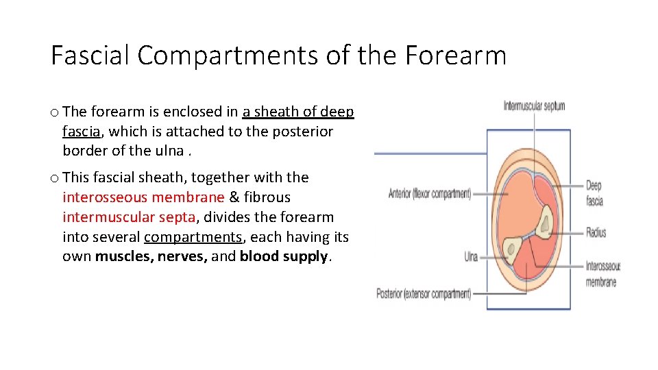 Fascial Compartments of the Forearm o The forearm is enclosed in a sheath of