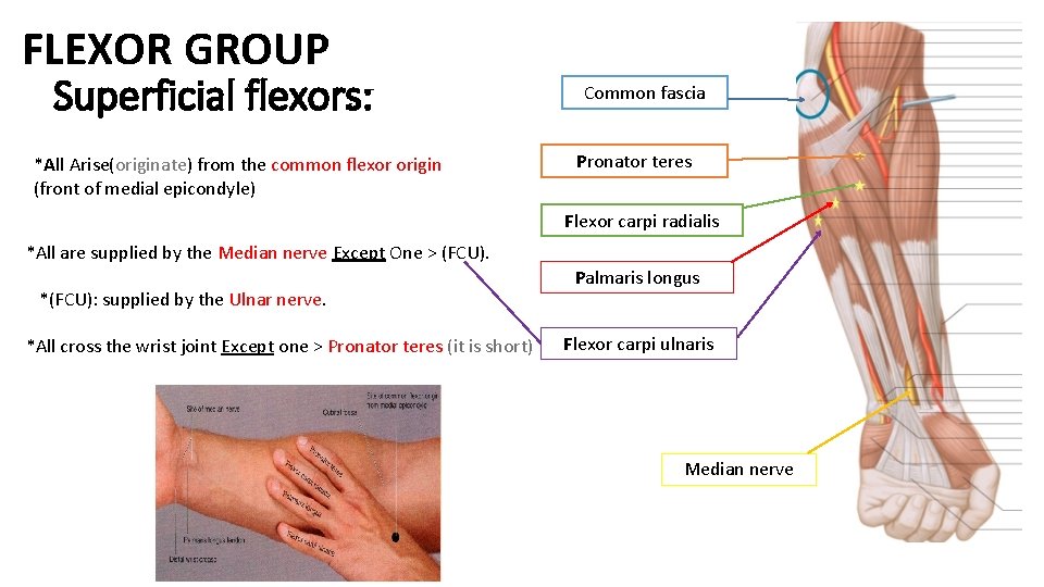 FLEXOR GROUP Superficial flexors: *All Arise(originate) from the common flexor origin (front of medial