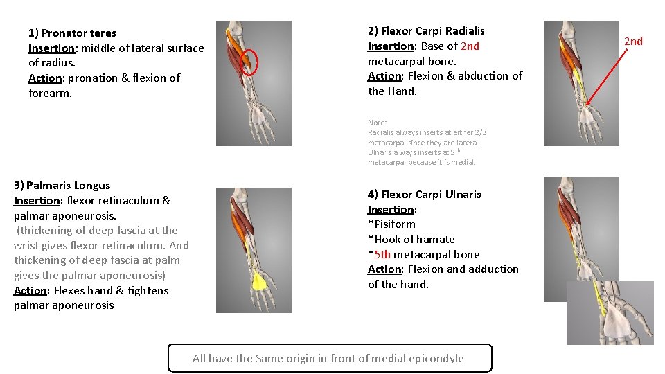 1) Pronator teres Insertion: middle of lateral surface of radius. Action: pronation & flexion