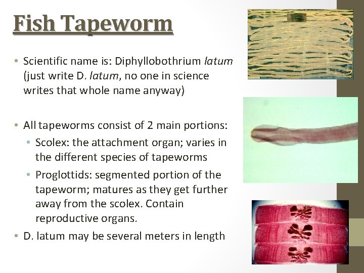 Fish Tapeworm • Scientific name is: Diphyllobothrium latum (just write D. latum, no one