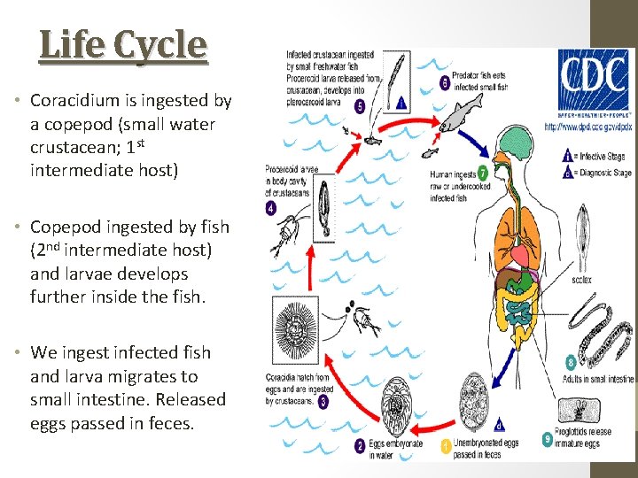 Life Cycle • Coracidium is ingested by a copepod (small water crustacean; 1 st