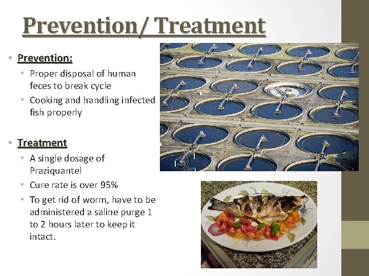 Prevention/ Treatment • Prevention: • Proper disposal of human feces to break cycle •