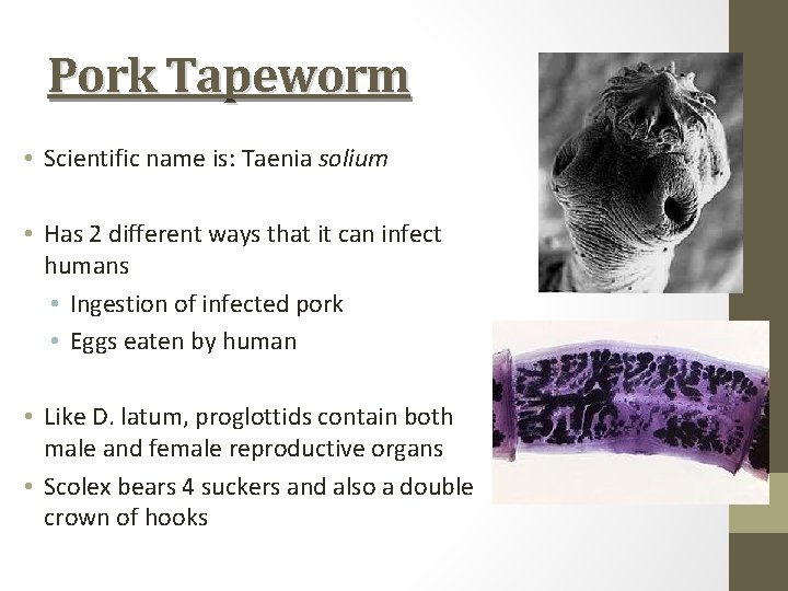 Pork Tapeworm • Scientific name is: Taenia solium • Has 2 different ways that