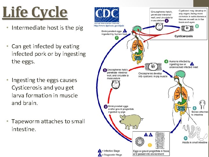 Life Cycle • Intermediate host is the pig • Can get infected by eating