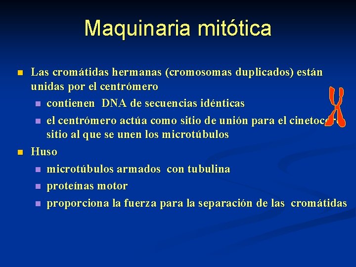 Maquinaria mitótica n n Las cromátidas hermanas (cromosomas duplicados) están unidas por el centrómero