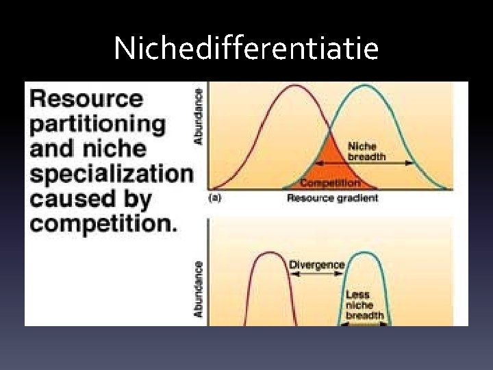 Nichedifferentiatie 