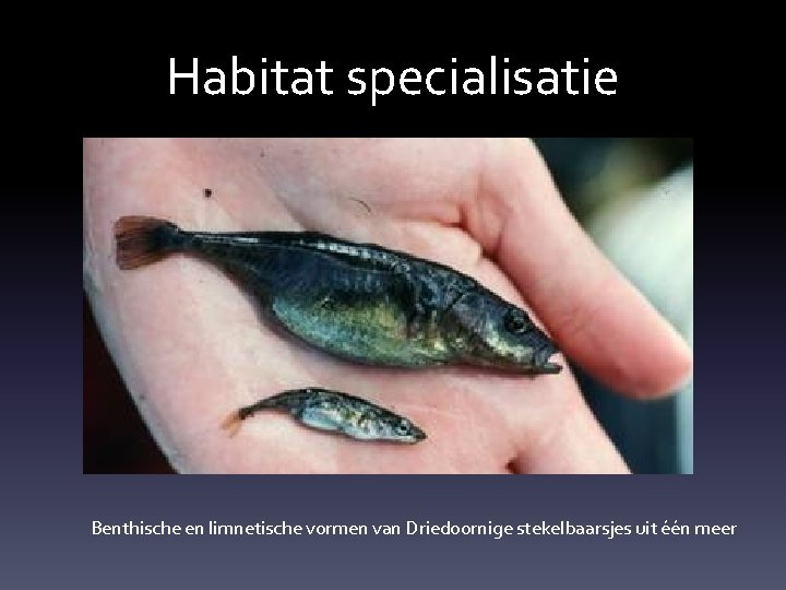 Habitat specialisatie Benthische en limnetische vormen van Driedoornige stekelbaarsjes uit één meer 