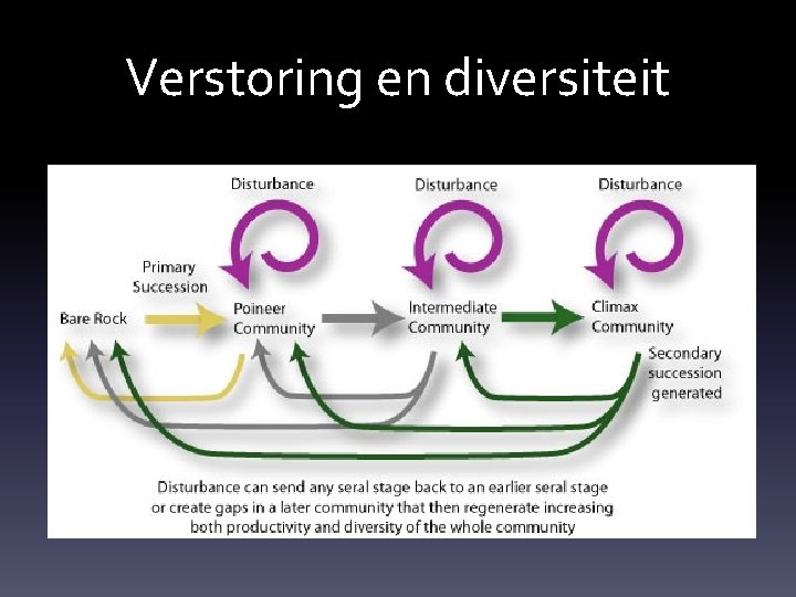 Verstoring en diversiteit 