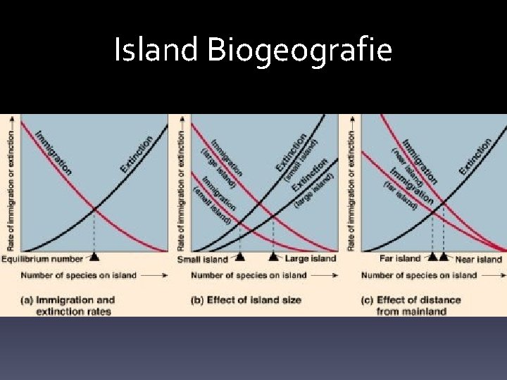 Island Biogeografie 