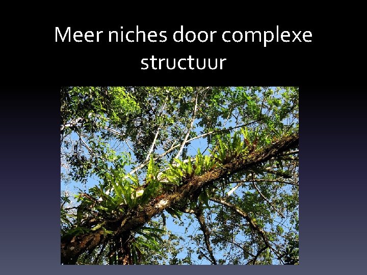 Meer niches door complexe structuur 