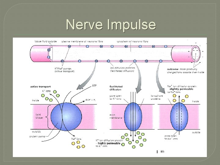 Nerve Impulse 