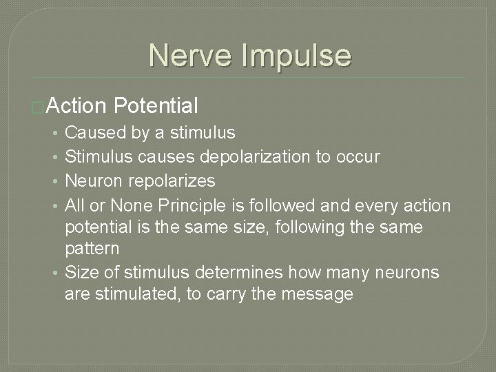 Nerve Impulse �Action Potential Caused by a stimulus Stimulus causes depolarization to occur Neuron