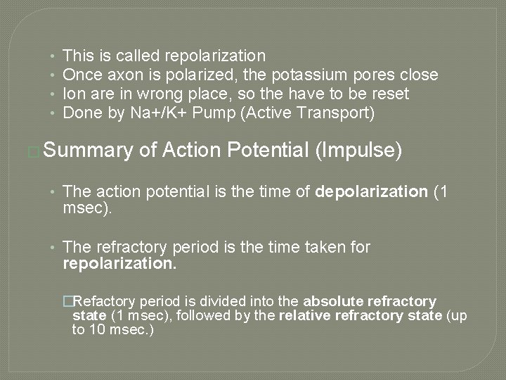  • • This is called repolarization Once axon is polarized, the potassium pores