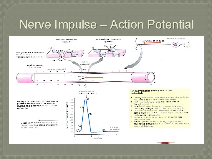 Nerve Impulse – Action Potential 