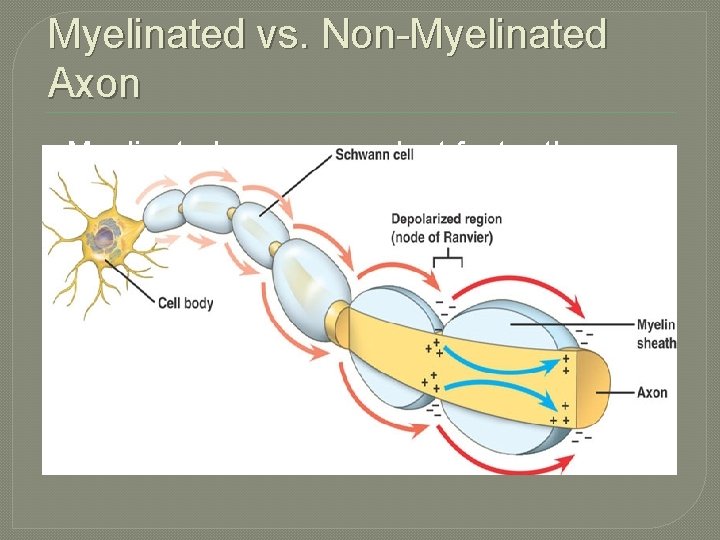 Myelinated vs. Non-Myelinated Axon �Myelinated nerves conduct faster than non -myelinated nerves �At nodes