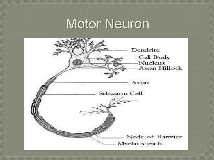 Motor Neuron 