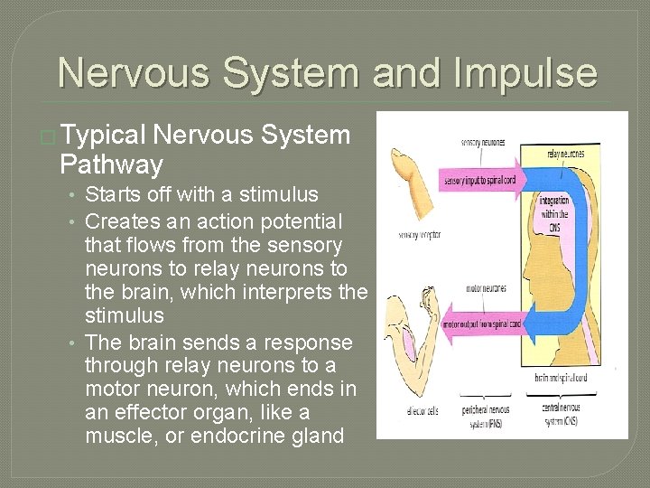 Nervous System and Impulse � Typical Nervous System Pathway • Starts off with a