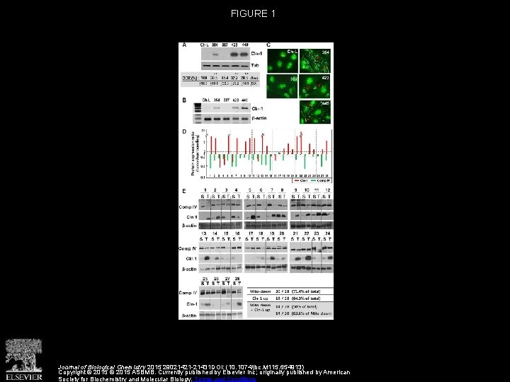 FIGURE 1 Journal of Biological Chemistry 2015 29021421 -21431 DOI: (10. 1074/jbc. M 115.