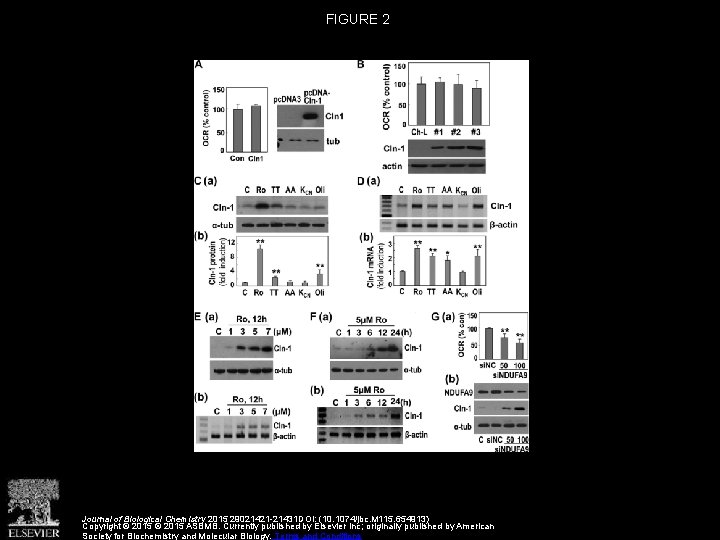 FIGURE 2 Journal of Biological Chemistry 2015 29021421 -21431 DOI: (10. 1074/jbc. M 115.