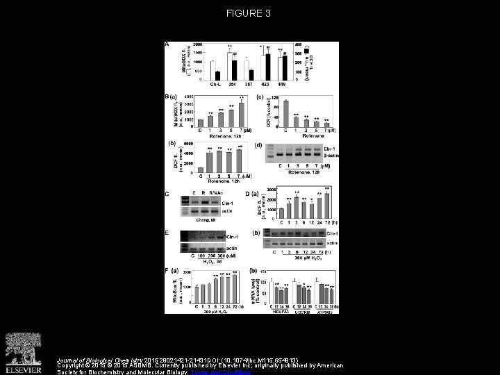 FIGURE 3 Journal of Biological Chemistry 2015 29021421 -21431 DOI: (10. 1074/jbc. M 115.