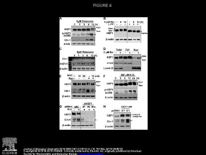 FIGURE 4 Journal of Biological Chemistry 2015 29021421 -21431 DOI: (10. 1074/jbc. M 115.