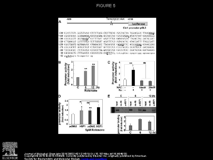 FIGURE 5 Journal of Biological Chemistry 2015 29021421 -21431 DOI: (10. 1074/jbc. M 115.