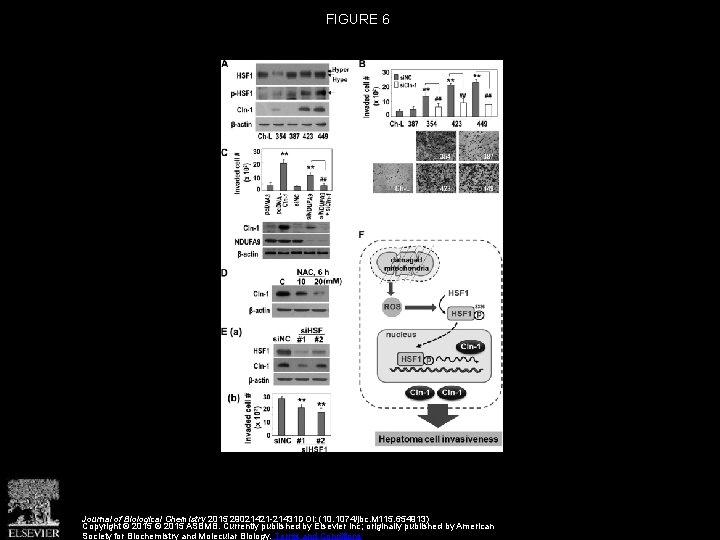 FIGURE 6 Journal of Biological Chemistry 2015 29021421 -21431 DOI: (10. 1074/jbc. M 115.